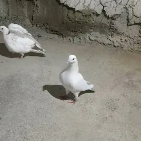 kepderi