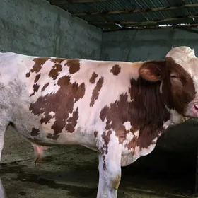 semental okuz