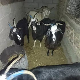 Erkeş