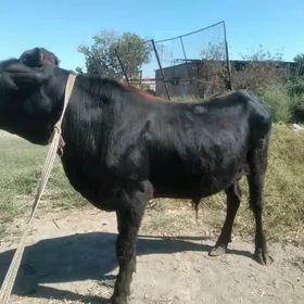 baklyk öküzler
