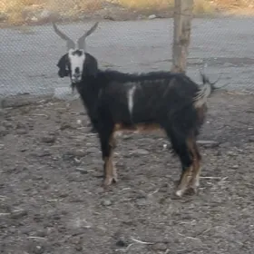 geci