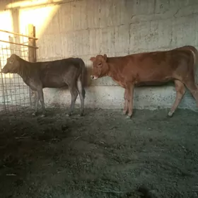 tüwe
