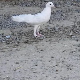 kepderi