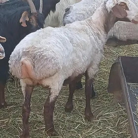 Гоюнлар