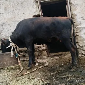 öküz