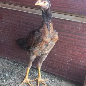 Boýsow
