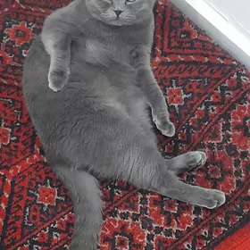 Pisik satlyk