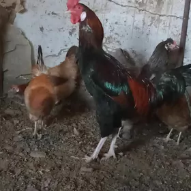Horaz