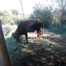 öküz