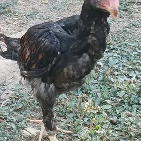 Horaz