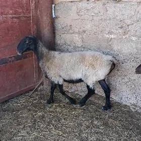 Goŷun