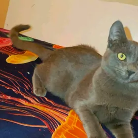 Кошка раас