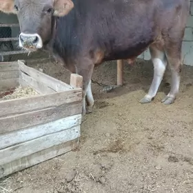 oküz