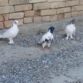 kepderi