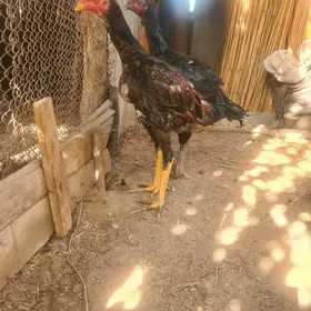 5 aylık juyjeler