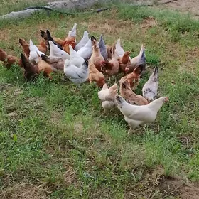 towuklar