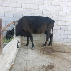 sygyr