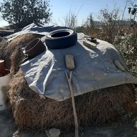 Ot arassa yorunja