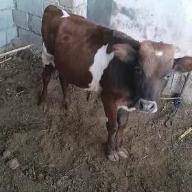 okùzçe