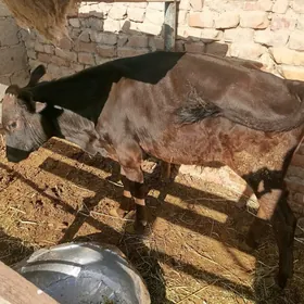 okuzce