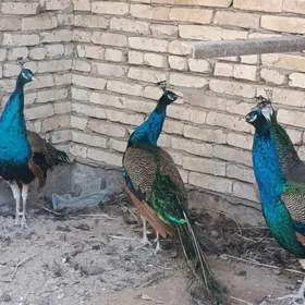 tawus
