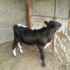 okuzçe