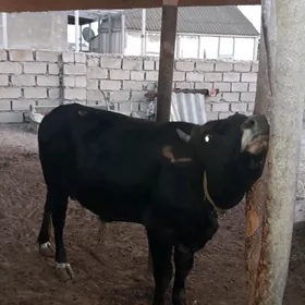 Ökuz