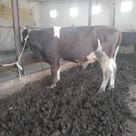 Mitis simmental