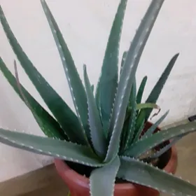 Aloe/алоэ