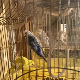 gus