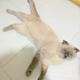 КОТ НА ВЯЗКУ