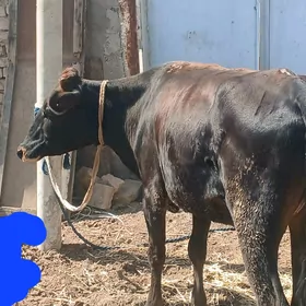 3 Sany Tüwe