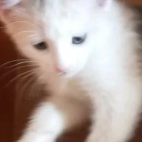 кошки     котёнок