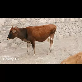 sygyr
