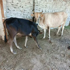 goleli sygyr