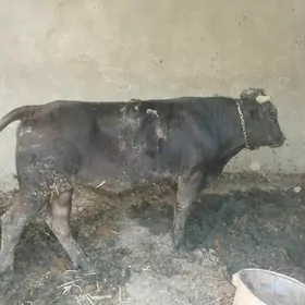 Ökuz