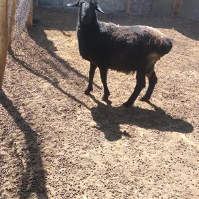 Goç