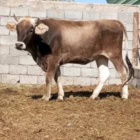 TOHUM TÜWE