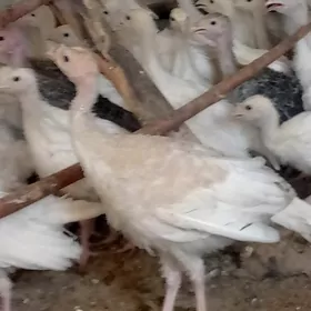 induk jüýje
