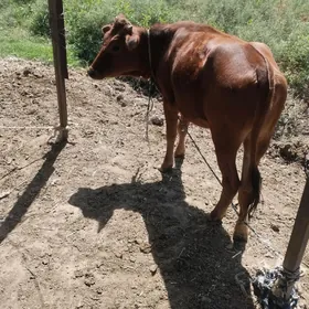 TÜWE GÖLE