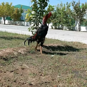 Brazil horaz