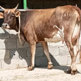 GÖLELİ SYGYR