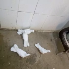 kepderi