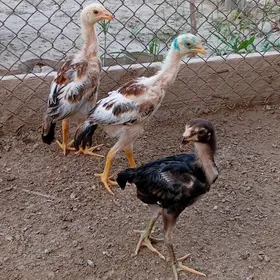 Taşkent jüje