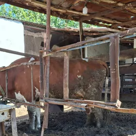 simmental