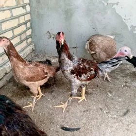 urşgan towuk