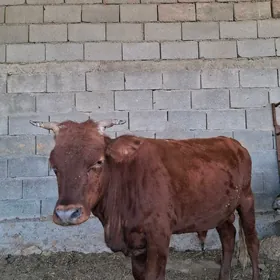 Okuz Tuwe