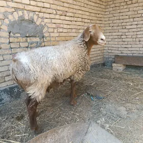 goyun geçilar bar