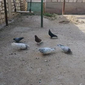 kepderi