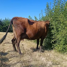 Etik bogaz